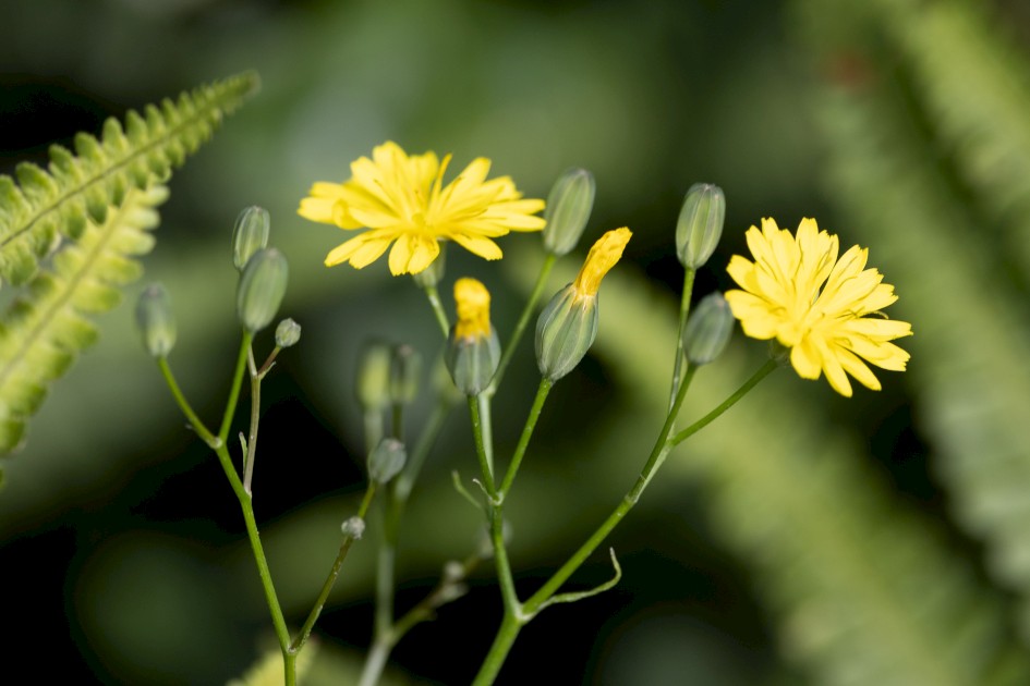 Nipplewort, 1/640 sec, f/7.1, 500 mm, ISO 400