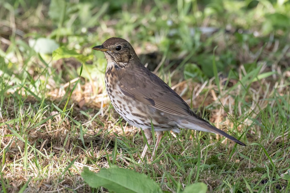 Song Thrush, 1/640 sec, f/7.1, 500 mm, ISO 1600