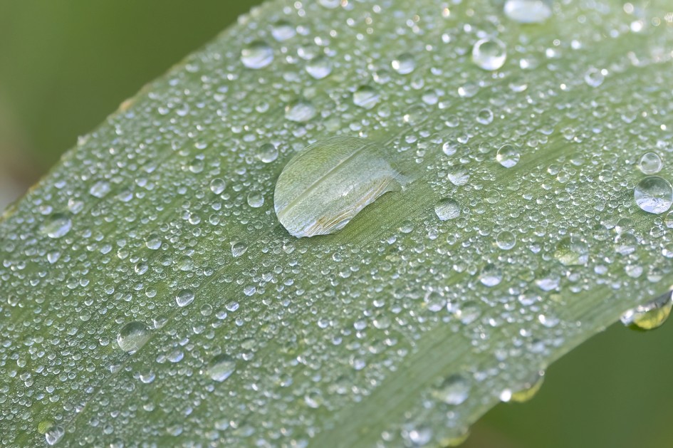 Water Droplets, 1/500 sec, f/7.1, 500 mm, ISO 1000