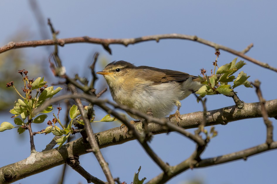 Willow Warbler, 1/640 sec, f/7.1, 500 mm, ISO 125
