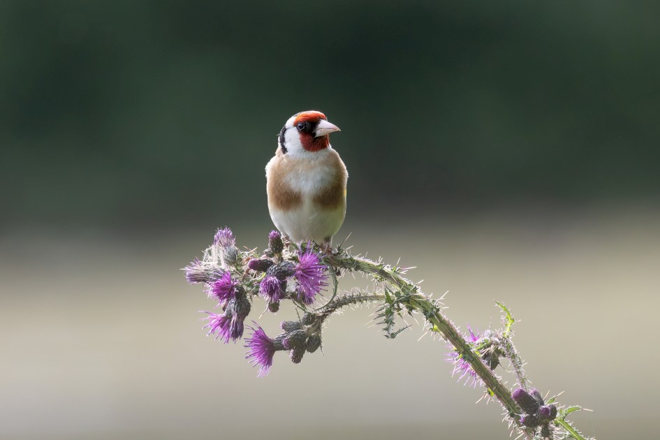 Goldfinch, 1/640 sec, f/7.1, 500 mm, ISO 800