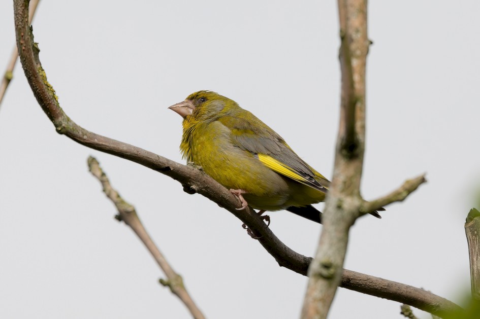 Greenfinch, 1/640 sec, f/7.1, 500 mm, ISO 200