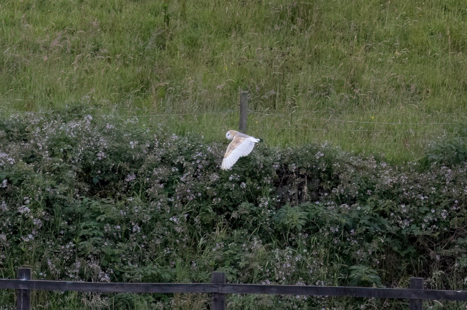 Barn Owl, 1/2000 sec, f/7.1, 500 mm, ISO 4000