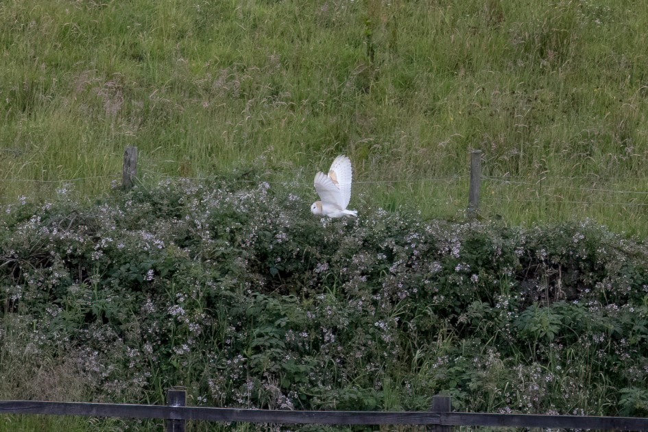 Barn Owl , 1/2000 sec, f/7.1, 500 mm, ISO 4000