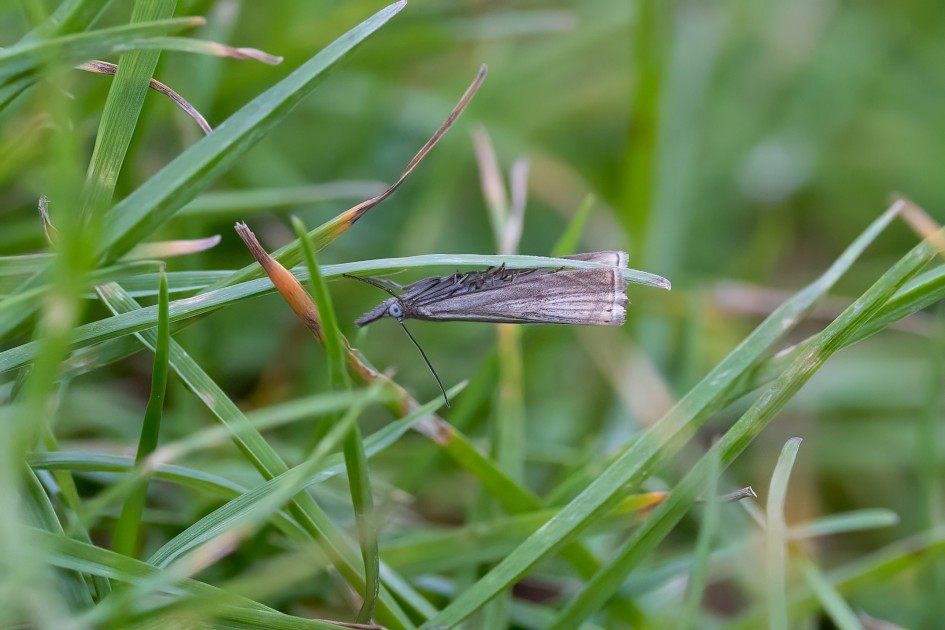 Chrysoteuchia Culmella, 1/500 sec, f/7.1, 500 mm, ISO 2500