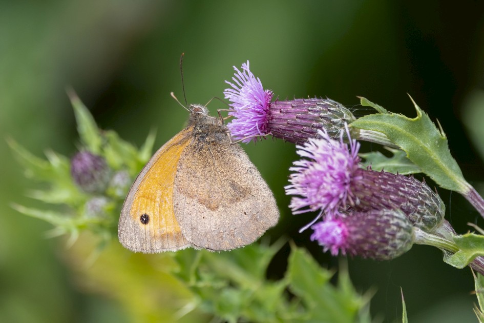 Meadow Brown, 1/500 sec, f/7.1, 500 mm, ISO 640