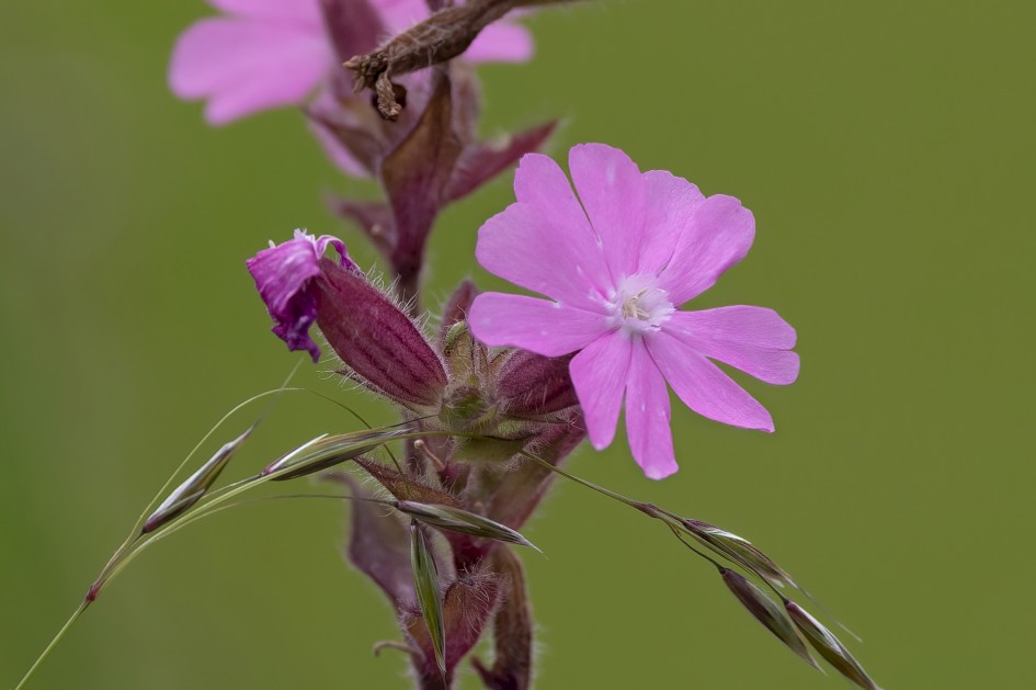 Red Campion, 1/640 sec, f/7.1, 500 mm, ISO 400