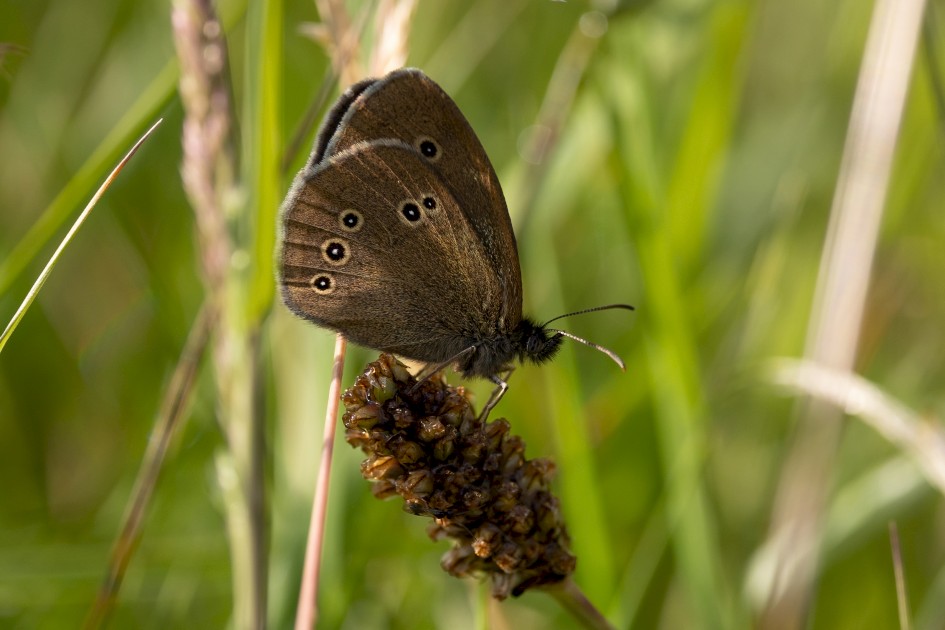 Ringlet, 1/640 sec, f/7.1, 500 mm, ISO 400