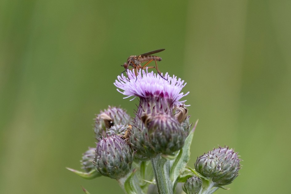 Empis Livida, 1/640 sec, f/7.1, 500 mm, ISO 500
