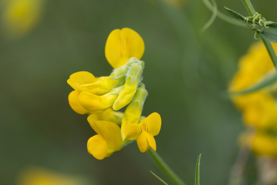 Meadow Vetchling, 1/500 sec, f/7.1, 500 mm, ISO 500