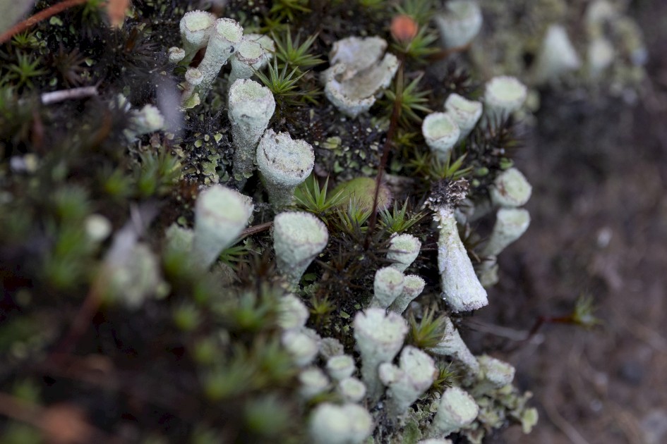 Pixie Cup Lichen, 1/500 sec, f/7.1, 500 mm, ISO 800