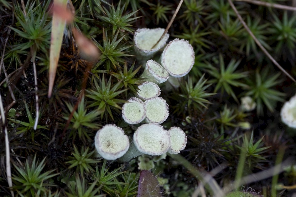 Pixie Cup Lichen , 1/640 sec, f/7.1, 500 mm, ISO 1000