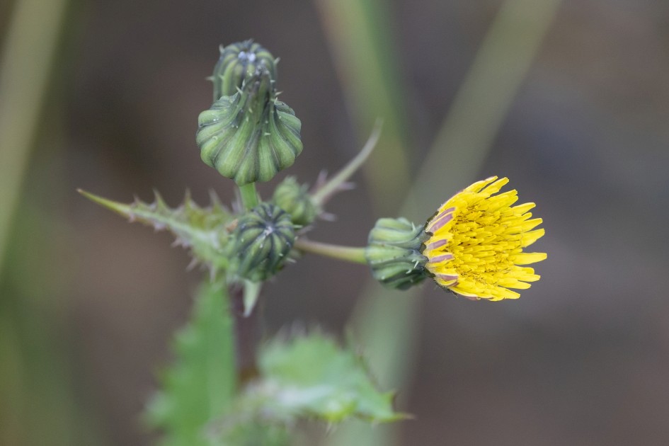 Prickly Sow-thistle, 1/500 sec, f/7.1, 500 mm, ISO 1000