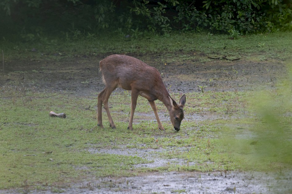 Roe Deer, 1/640 sec, f/7.1, 500 mm, ISO 800