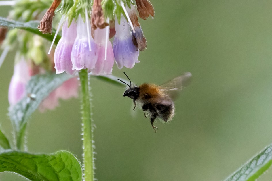 Tree Bumblebee, 1/1600 sec, f/7.1, 500 mm, ISO 25600
