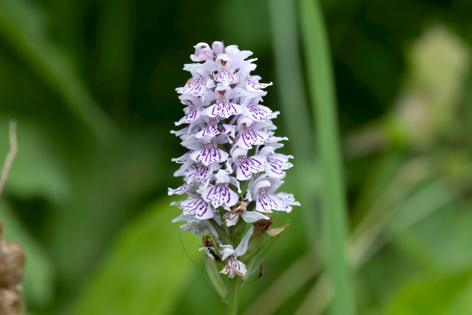 Common Spotted Orchid, 1/640 sec, f/7.1, 363 mm, ISO 1000