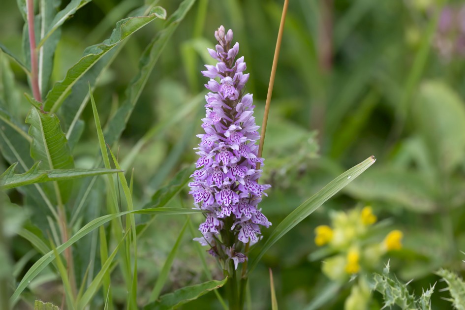 Common Spotted Orchid , 1/640 sec, f/7.1, 343 mm, ISO 800