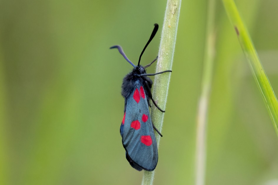 Narrow-bordered Five-spot Burnet-, 1/2000 sec, f/7.1, 500 mm, ISO 6400