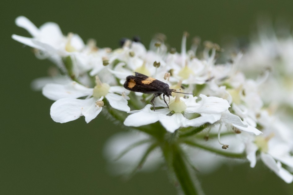 Pammene aurana, 1/640 sec, f/7.1, 500 mm, ISO 400