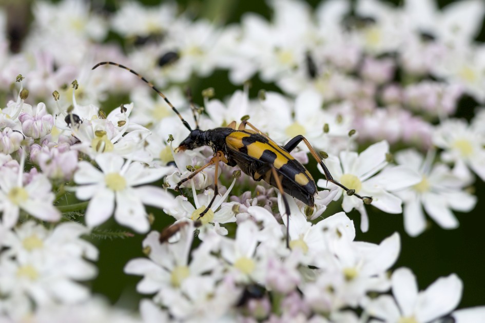 Rutpela maculata, 1/500 sec, f/7.1, 500 mm, ISO 200