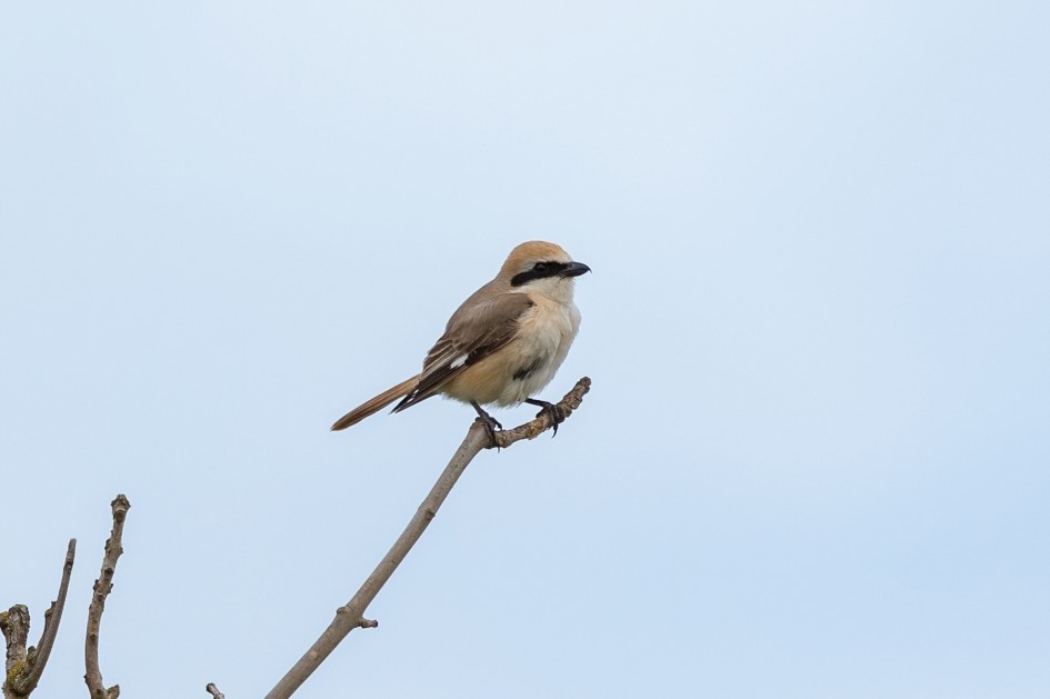 Turkestan Shrike, 1/500 sec, f/7.1, 500 mm, ISO 400
