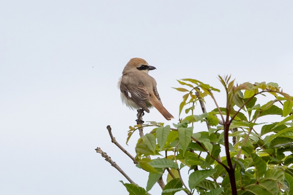 Turkestan Shrike , 1/640 sec, f/7.1, 500 mm, ISO 500