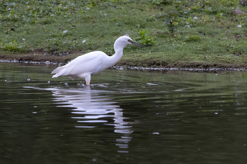 Little Egret, 1/500 sec, f/7.1, 500 mm, ISO 2000