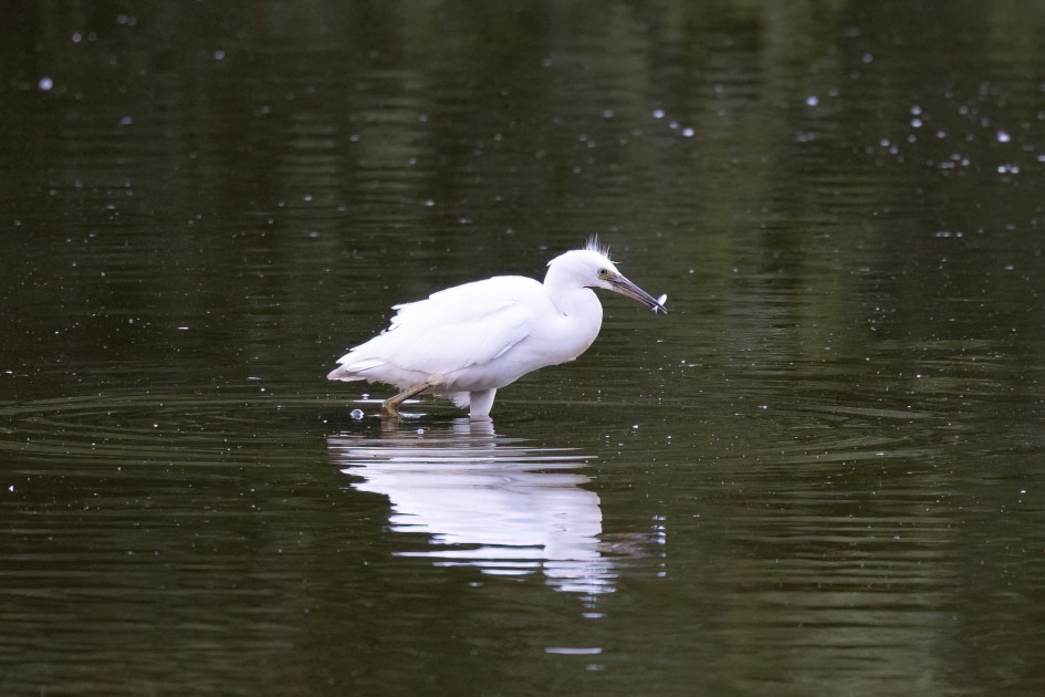 Little Egret , 1/500 sec, f/7.1, 500 mm, ISO 4000