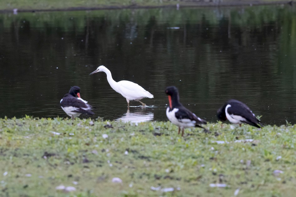 Little Egret And Oystercatchers-, 1/640 sec, f/7.1, 500 mm, ISO 5000