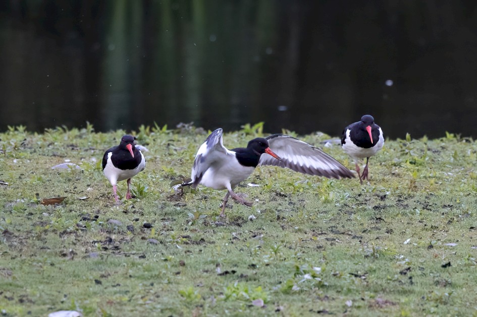 Oystercatchers, 1/640 sec, f/7.1, 500 mm, ISO 5000
