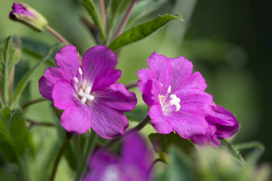Great Willowherb, 1/500 sec, f/7.1, 500 mm, ISO 640