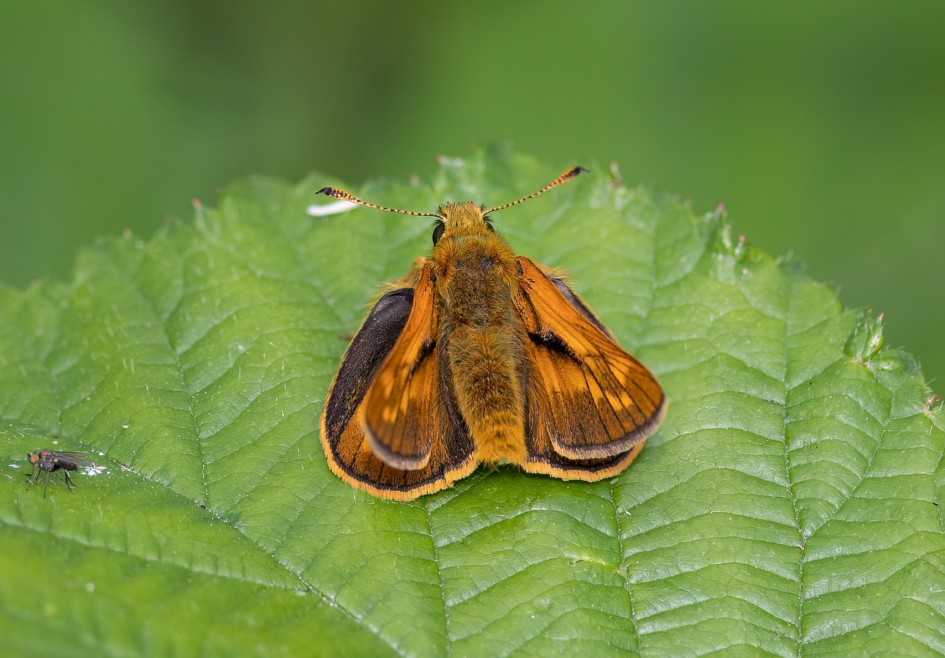 Large Skipper