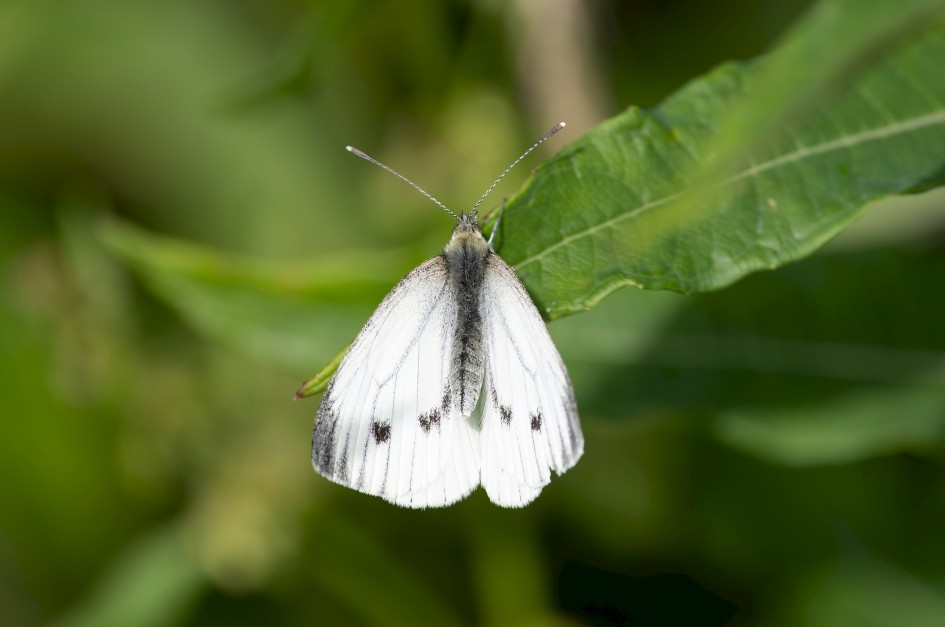 Small White Blended