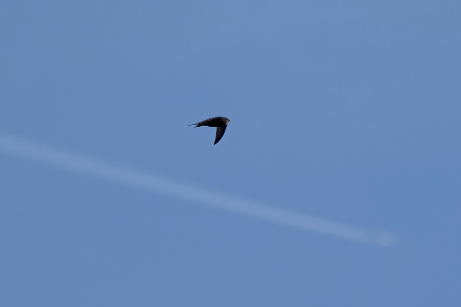Swift , 1/2500 sec, f/7.1, 500 mm, ISO 500