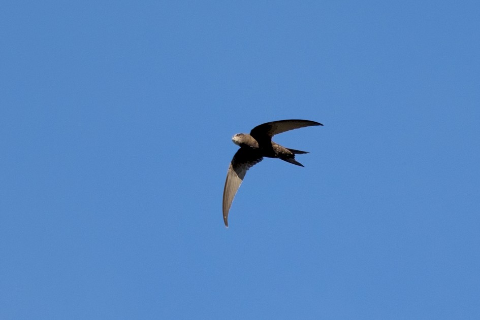 Swift , 1/2000 sec, f/7.1, 500 mm, ISO 1250