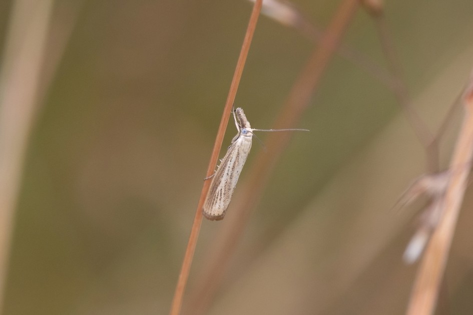 Agriphila Straminella, 1/500 sec, f/7.1, 500 mm, ISO 800