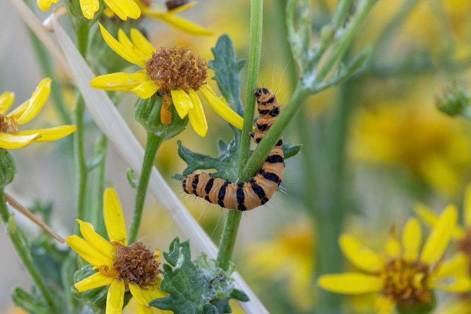 Cinnabar Larva, 1/640 sec, f/7.1, 500 mm, ISO 2000