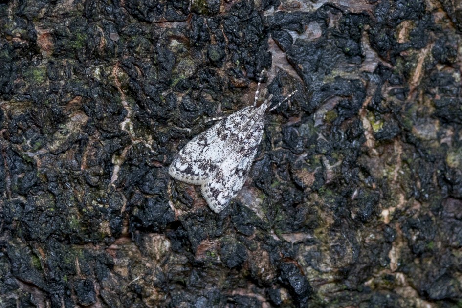 Eudonia Lacustrata, 1/80 sec, f/7.1, 500 mm, ISO 2500