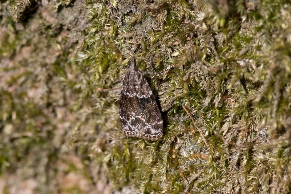 Eudonia Mercurella