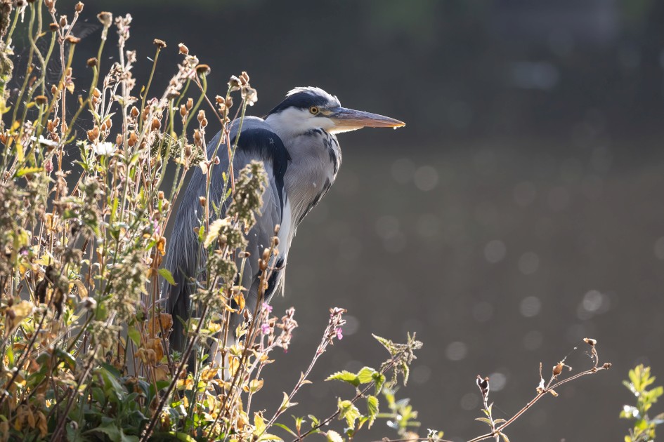 Grey Heron, 1/500 sec, f/7.1, 500 mm, ISO 500