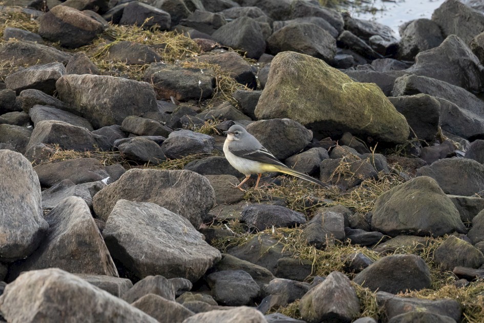 Grey Wagtail, 1/500 sec, f/7.1, 500 mm, ISO 2500
