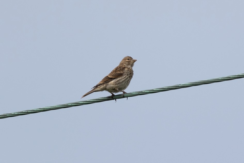 Juv  Linnet, 1/500 sec, f/7.1, 500 mm, ISO 200