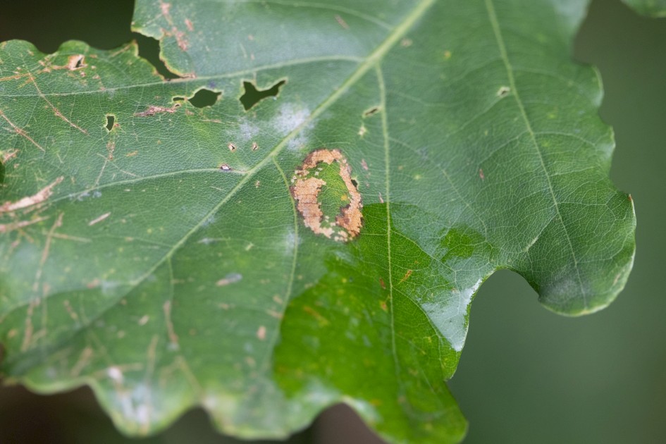 Phyllonorycter Quercifoliella Mine, 1/640 sec, f/7.1, 500 mm, ISO 1600