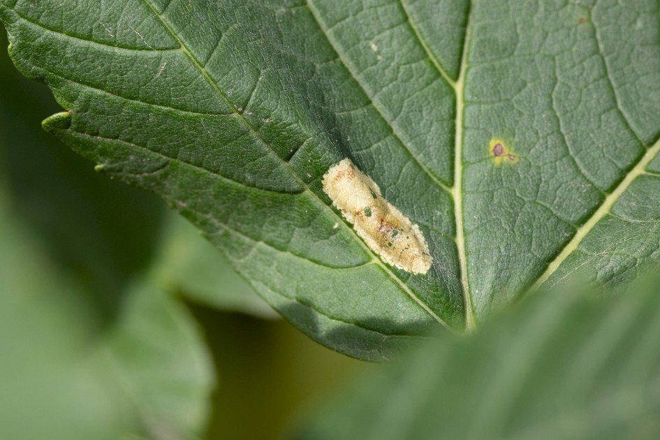 Phyllonorycter Rajella Mine, 1/640 sec, f/7.1, 500 mm, ISO 640