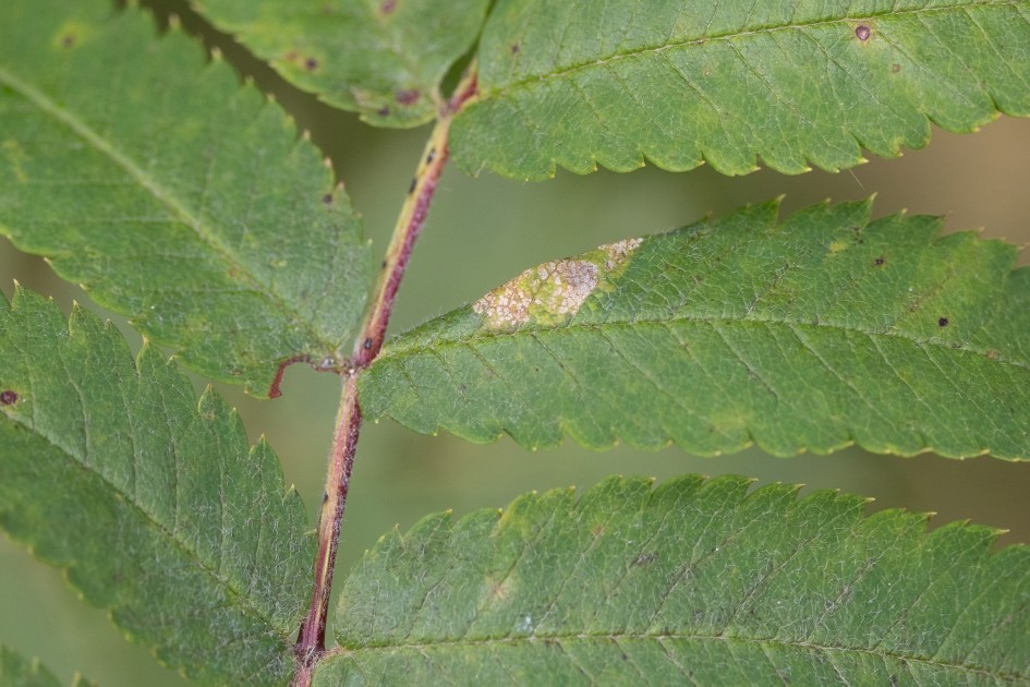 Phyllonorycter Sorbi Mine, 1/500 sec, f/7.1, 500 mm, ISO 800