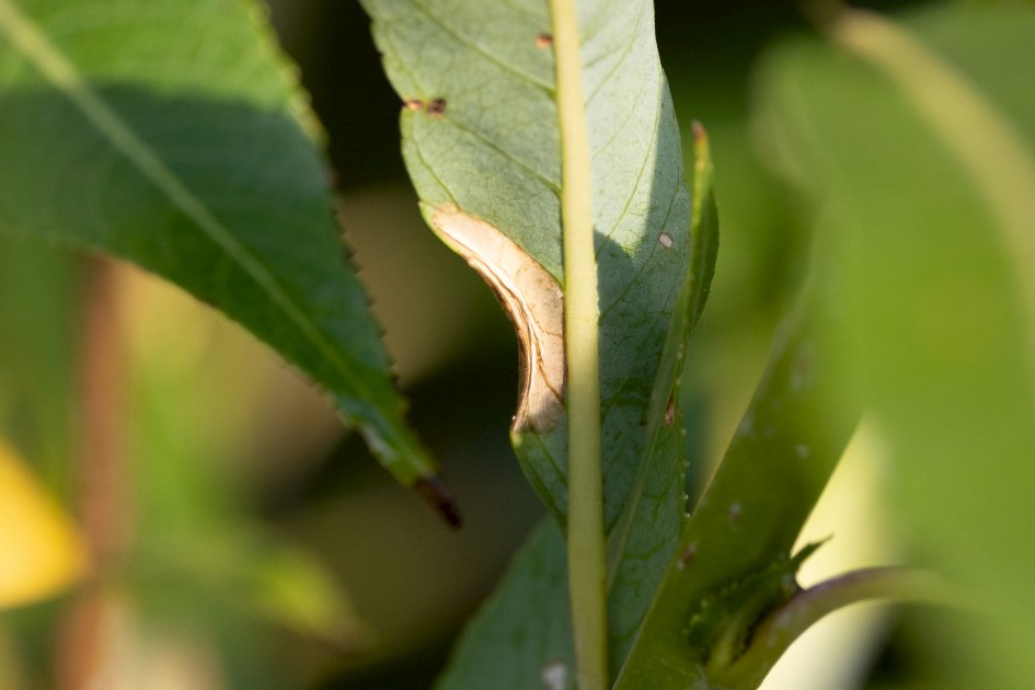 Phyllonorycter Viminiella Mine, 1/640 sec, f/7.1, 500 mm, ISO 1000