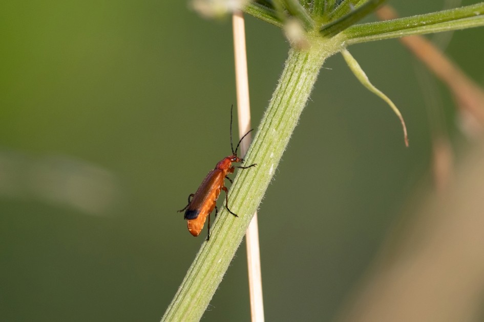 Red Soldier Beetle, 1/500 sec, f/7.1, 500 mm, ISO 500
