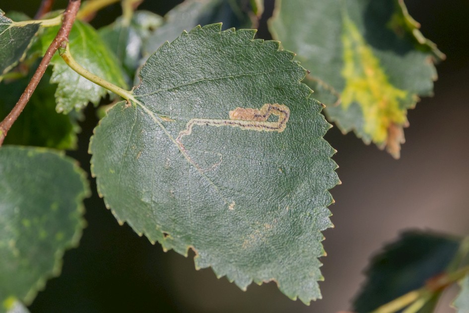 Stigmella Luteella Mine, 1/640 sec, f/7.1, 500 mm, ISO 1250