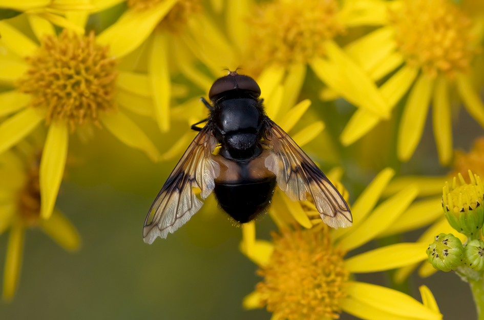 Volucella Pellucens, 1/640 sec, f/7.1, 500 mm, ISO 320