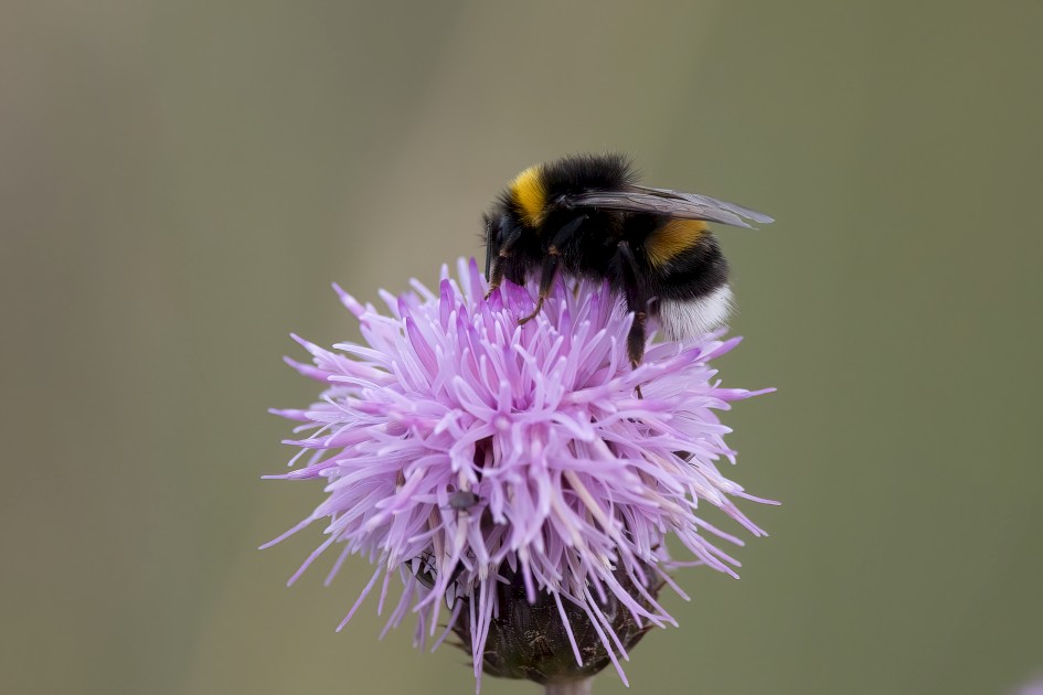 White-tailed Bumble Bee, 1/500 sec, f/7.1, 500 mm, ISO 400